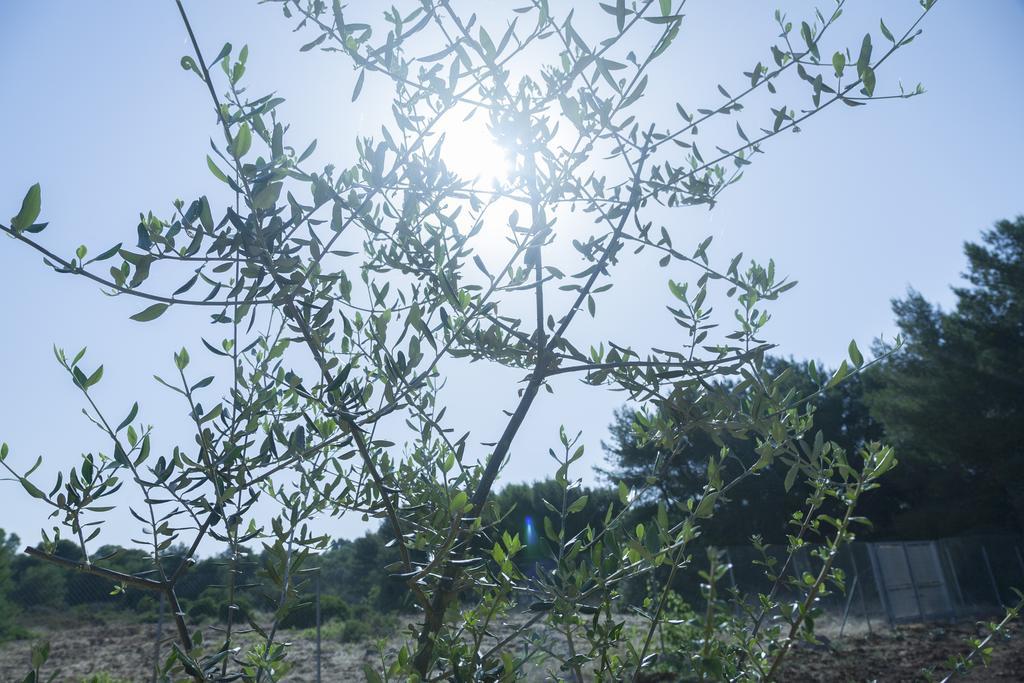 Hotel A Due Passi Dal Pizzo Pizzo  Dış mekan fotoğraf